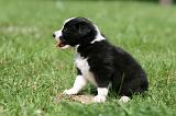 BORDER COLLIE 1317